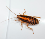 blatte-cafard-germanique