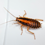 Les 5 Signes Révélateurs d&rsquo;une Infestation de Cafards